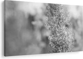 Tablou - Iarbă de pampas Boho (90x60 cm)