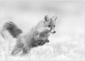 Tablou - Vulpe care sare,alb-negru (70x50 cm)