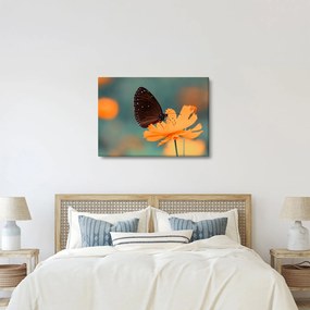 Tablou - fluture pe o floare portocalie (70x50 cm)