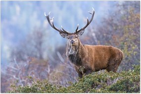 Tablou - Cerb în peisaj (90x60 cm)