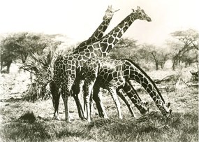 Tablou pe sticlă - Girafe, de epocă (70x50 cm)