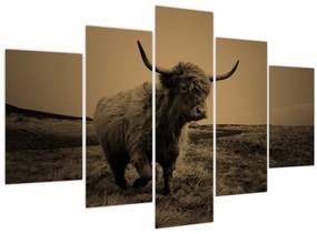 Tablou - Vacă scoțiană pe fugă (150x105 cm)