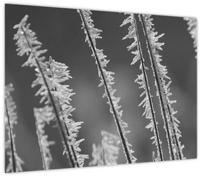 Tablou pe sticlă - Frig de îngheț (70x50 cm)