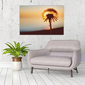 Tablou - Păpădie la apus de soare (90x60 cm)