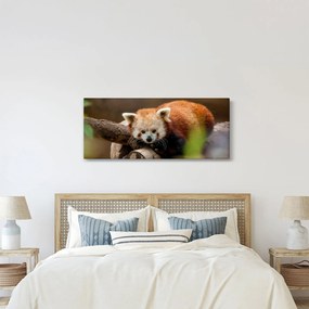 Tablou cu panda roșie (120x50 cm)