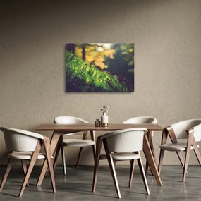 Tablou pe sticlă - Ciupercă și muschi (70x50 cm)