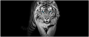 Tablou - Tigru cu ochi albaștri (120x50 cm)