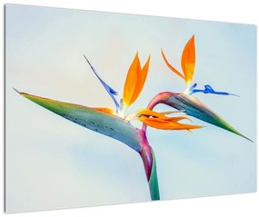 Tablou cu floarea Strelicie (90x60 cm)