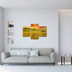 Tablou - Câmp de floarea-soarelui (90x60 cm)