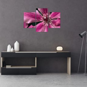 Tablou cu floarea roz de clematis (90x60 cm)