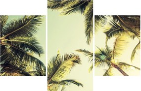 Tablou - Palmieri de cocos (90x60 cm)