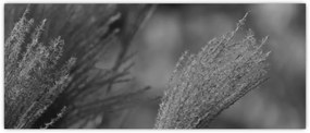 Tablou - Iarbă de pampas uscată (120x50 cm)