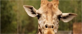 Tablou girafe (120x50 cm)