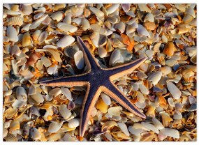 Tablou cu stea de mare (70x50 cm)