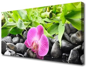 Tablou pe panza canvas Frunze de flori Pietre Arta Roz Verde Negru