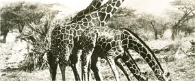 Tablou - Girafe, de epocă (120x50 cm)