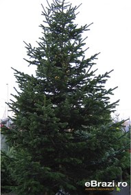 Brad natural de Craciun nordmann TOP PREMIUM 450-500 cm