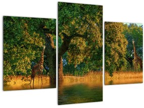 Tablou cu girafe în natură (90x60 cm)