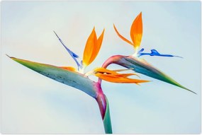 Tablou cu floarea Strelicie (90x60 cm)