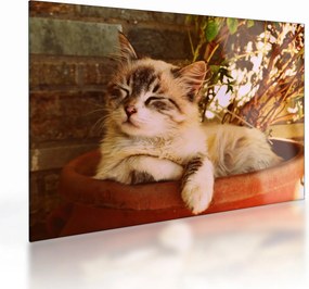 Tablou pe sticlă cu pisica în ghiveci (70x50 cm)