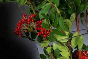 Aranjament floral mediu design LUX TEAR BERRIES