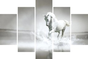 Tablou - Cal alb (150x105 cm)