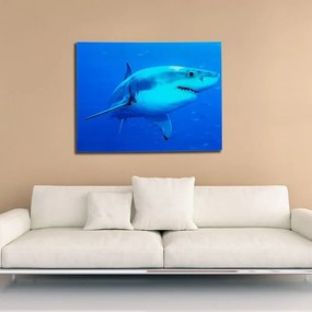 Tablou decorativ imagine imprimata pe sticla, Shark 60x80cm A-37414 VC