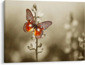 Tablou cu fluture (70x50 cm)