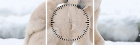 Tablou - Urs polar (cu ceas) (90x30 cm)
