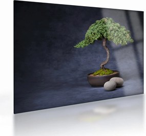 Tablou pe sticlă - Bonsai (70x50 cm)