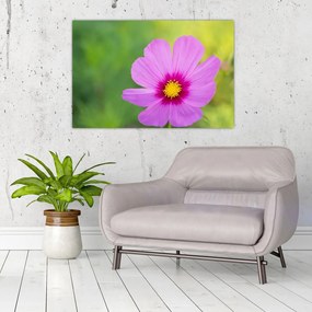 Tablou - floare de câmp (90x60 cm)