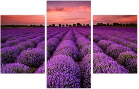 Tablou - Câmp de lavandă (90x60 cm)