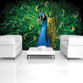 Fototapet - Păun (152,5x104 cm)