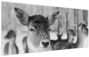 Tablou - Cerbi,alb-negru (120x50 cm)
