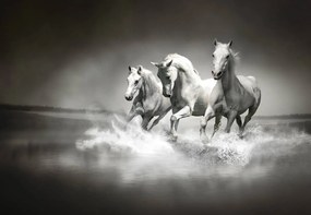 Fototapet - Caii (152,5x104 cm)