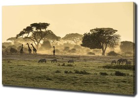 Imprimare tablou canvas Girafele pe savana