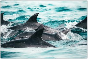 Tablou - Delfini în ocean (90x60 cm)