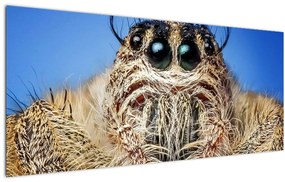 Tablou cu detalii a unui pâianjen (120x50 cm)