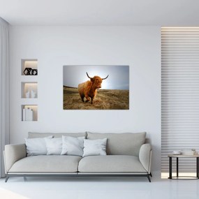 Tablou - Vaci scoțiene (90x60 cm)