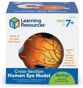 MODEL SECTIUNE - OCHIUL - LEARNING RESOURCES (LER1907)