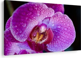 Tablou detailat cu floare de orhidee (90x60 cm)