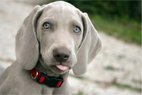 Tablou - cățeluș weimaraner (90x60 cm)