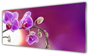 Tablouri acrilice Flori roz Floral