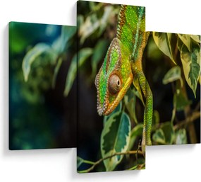 Tablou cu cameleon (90x60 cm)