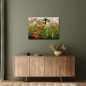 Tablou cu maci (70x50 cm)