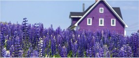 Tablou cu câmp de lavanda (120x50 cm)