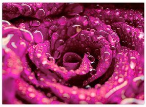 Tabloul cu floarea trandafirului roz (70x50 cm)