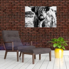 Tablou - Highland - vacă scoțiană (90x60 cm)