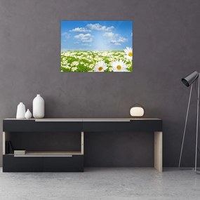 Tablou pe sticlă cu luncă înflorită cu margarete (70x50 cm)