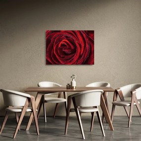 Tablou pe sticlă - Trandafir roșu cu picături de rouă (70x50 cm)